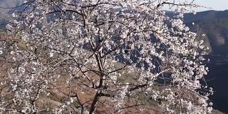 在蓝天下，杏树的枝桠上开满了白色和粉红色的花朵