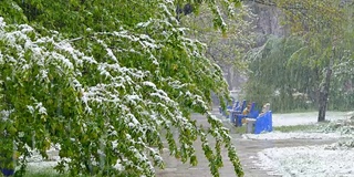 一场雪落在一棵绿色的树上