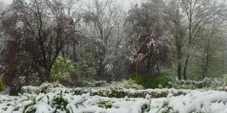 春天的一场大雪覆盖了开花的树木