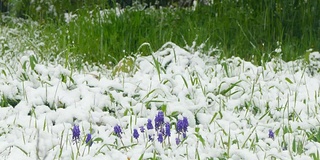 报春花被雪覆盖