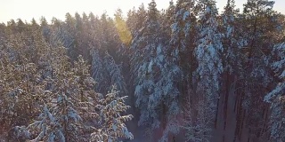 西伯利亚，冷杉和松树在雪中，阳光在树木之间