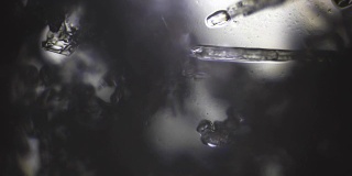 显微镜下的雪晶体