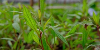 爵床gendarussa绝壁。紫藤科植物和草本植物具有药用特性