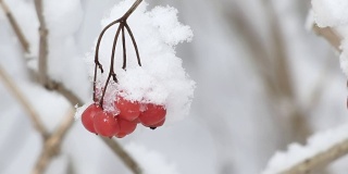 冬天的红莓