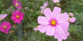 宏美丽的粉红色雏菊或宇宙在风中bipinnata Cav