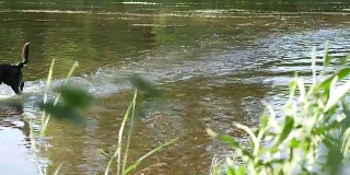 夏天在河里奔跑的狗。没有运动摄像机。