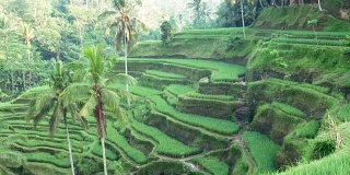 水稻梯田。乌布。巴厘岛。印度尼西亚。