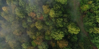 笔直向下的雾宾夕法尼亚州树梢