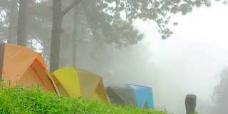 雾中的旅游帐篷。在松树林中露营。旅游、度假、自然概念