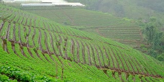 在雨天山上种植草莓。草莓农场。食品和农业概念。