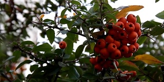 成熟的橙子在树枝上成串的浆果