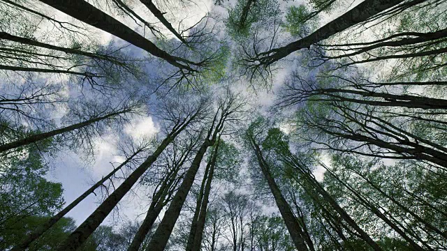 BEECH FOREST AND CLOUDS IN THE SKY