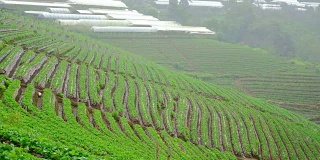在雨天山上种植草莓。草莓农场。食品和农业概念。