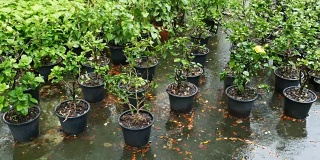 4k雨中的盆栽