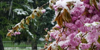 春天的树被紫色的花和雪覆盖