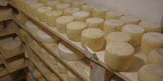 奶酪制作。木质架子上成熟的奶酪