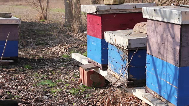 早春在果园、养蜂场、养蜂场成排的蜂箱