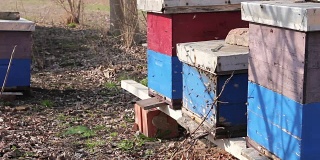 早春在果园、养蜂场、养蜂场成排的蜂箱