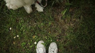 狗和主人脚的POV视频素材模板下载