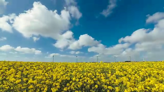 油菜田开花，风力发电在法国。时间流逝。在一个阳光明媚的日子里的农业景观。环保电力生产，可再生能源理念