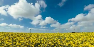 油菜田开花，风力发电在法国。时间流逝。在一个阳光明媚的日子里的农业景观。环保电力生产，可再生能源理念