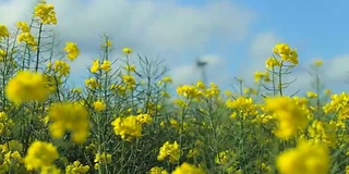 法国用于发电的油菜籽田和风车。在一个阳光明媚的日子里的农业景观。环保电力生产，可再生能源理念