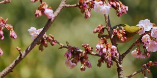 在日本上野公园，鸟儿在吃樱花。(手持相机)