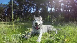 西伯利亚哈士奇躺在高高的草丛中。视频素材模板下载