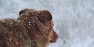 悲伤的狗。降雪。