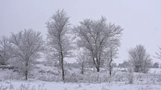 降雪。树。冬天。