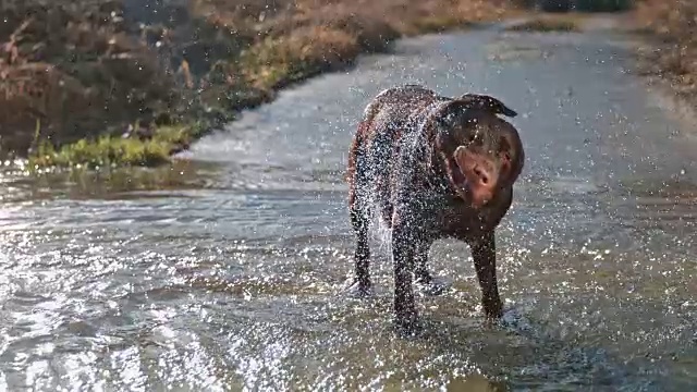 慢动作狗抖掉水