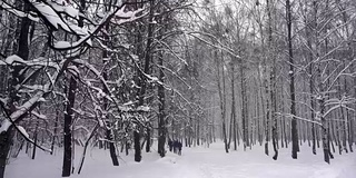 冬天的树枝上结着白霜，背景是白雪和白色的天空