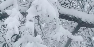 树枝上的雪