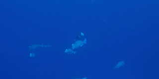 一群在深蓝色海洋中交配的驼背鹦嘴鱼