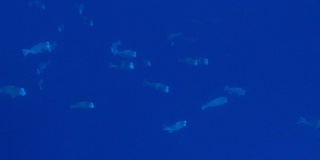 驼背鹦嘴鱼在深海中交配