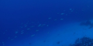 座头鹦嘴鱼在交配前在海底成群游动