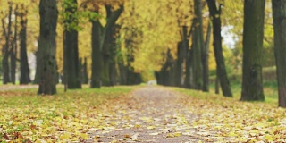 秋天金色的菩提树巷在镇的落叶滑落
