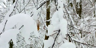 冬季雪林树木