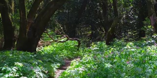 西班牙拉戈梅拉加拉约内国家公园的典型森林Echium Vulgare