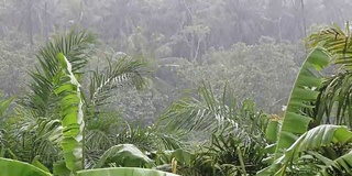 热带的风和雨落在泰国绿色的棕榈树叶上