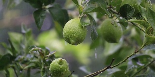 在土耳其的花园里，大雨滴落在绿叶和柠檬水果上