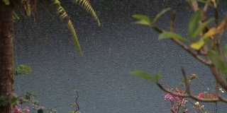 在印度尼西亚，夏日的雨水落在带有热带树木的游泳池上