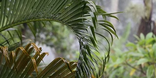 热带雨滴落在绿色的棕榈叶在花园里。印尼