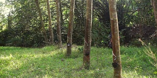 在橡胶森林里，年轻的亚洲橡胶采摘者将胶乳橡胶倒入桶中