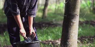 在橡胶森林里，年轻的亚洲橡胶采摘者将胶乳橡胶倒入桶中