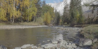 河流流过岩石在阿尔泰山美丽的风景秋天秋天的季节