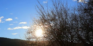 明媚的阳光穿过法国比利牛斯山的树枝