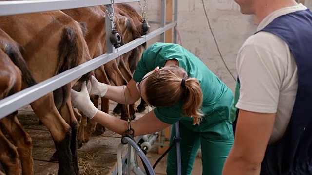 女兽医在挤奶站检查一只山羊的乳房