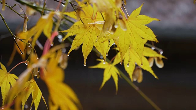 雨滴和树叶