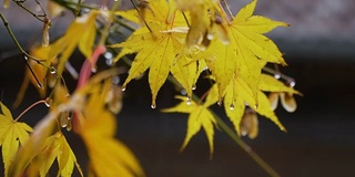 雨滴和树叶